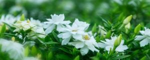 夏天很香的白色花叫什么