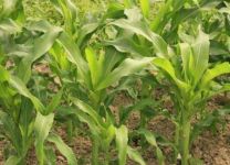 玉米的超高产种植方法 怎样栽培玉米产量最高